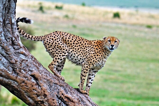 One Day Tour to Maasai Mara Game reserve from Nairobi - What the $270 price really covers