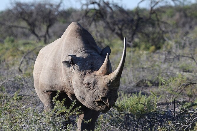 One Day Tour to Maasai Mara Game reserve from Nairobi - Private touring and practical comfort
