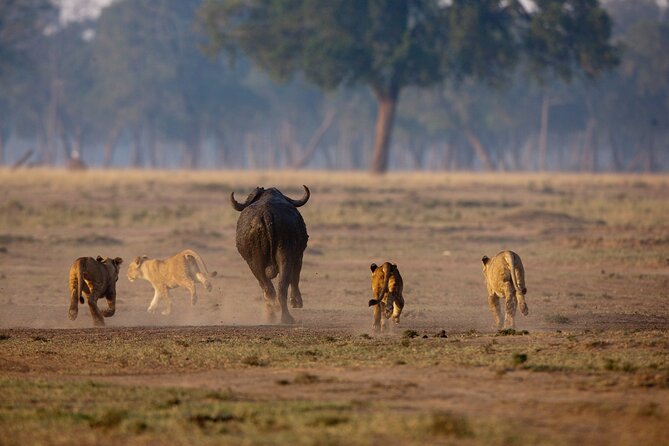 One Day Tour to Maasai Mara Game reserve from Nairobi - Who should book this safari
