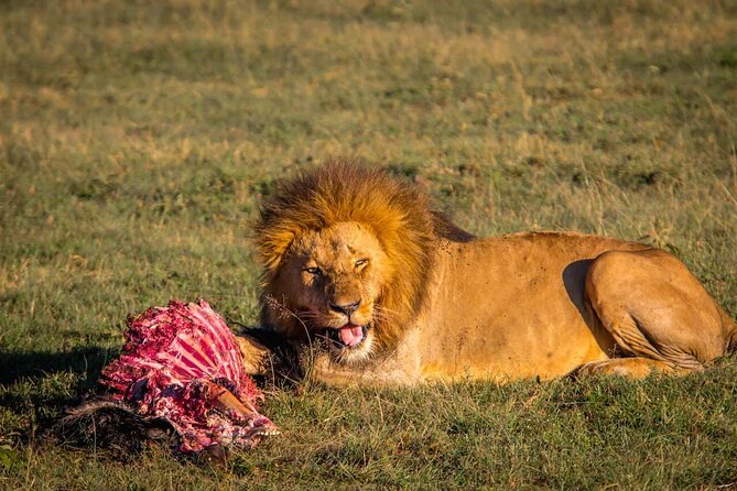 One Day Tour to Maasai Mara Game reserve from Nairobi - Searching for the Big Five in a single game drive