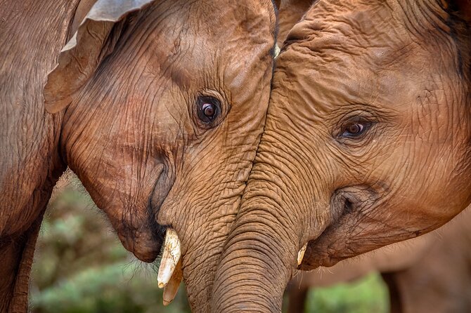 One Night (Mid-range) Amboseli National Park Safari - What the $600 price covers