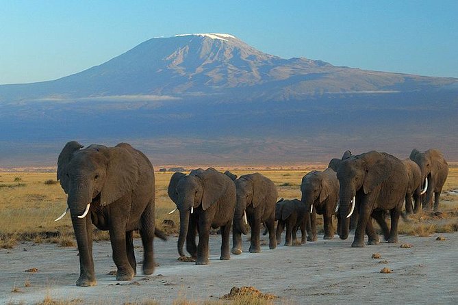 Overnight Amboseli National Park Safari from Nairobi - Key points to know before booking