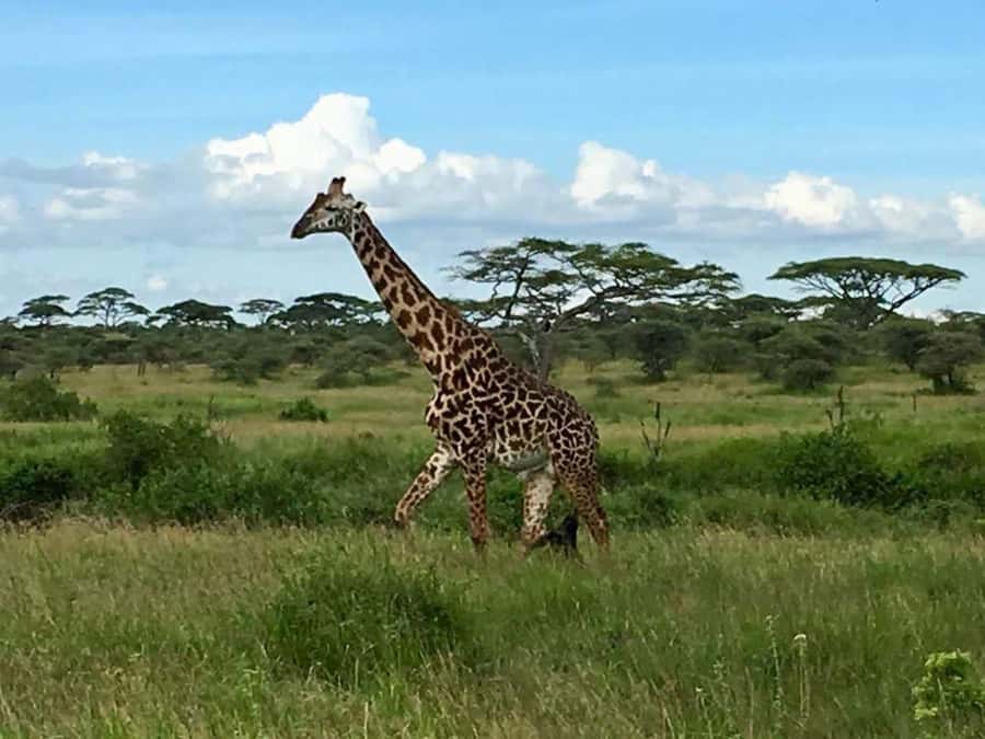 Overnight Private Safari To Masai Mara - Key points to know before booking
