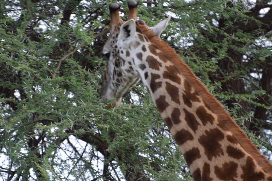 Overnight Private Safari To Masai Mara - Day 2: breakfast, checkout, and the Maasai village