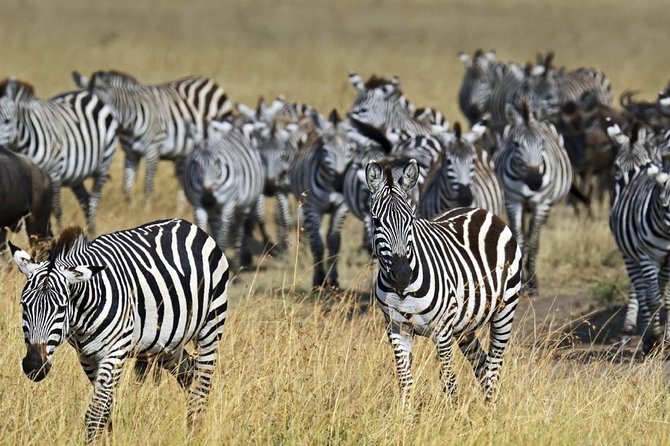 Overnight private Safari to Masai Mara National Reserve. - The 5 am departure from Nairobi