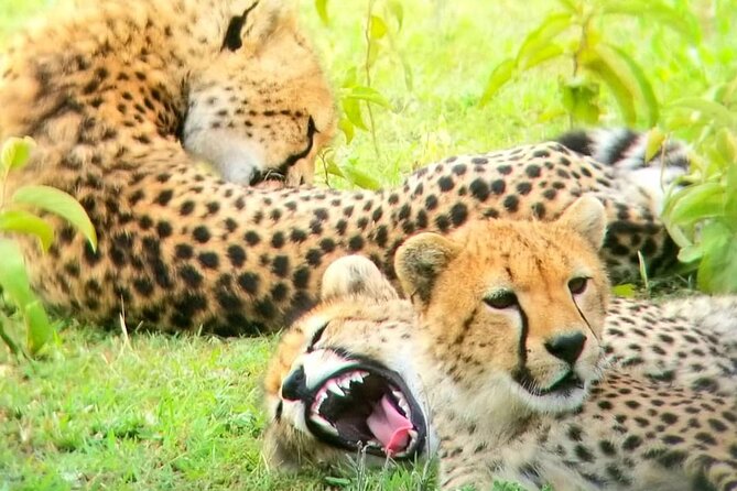 Overnight private Safari to Masai Mara National Reserve. - Dinner and one night of accommodation