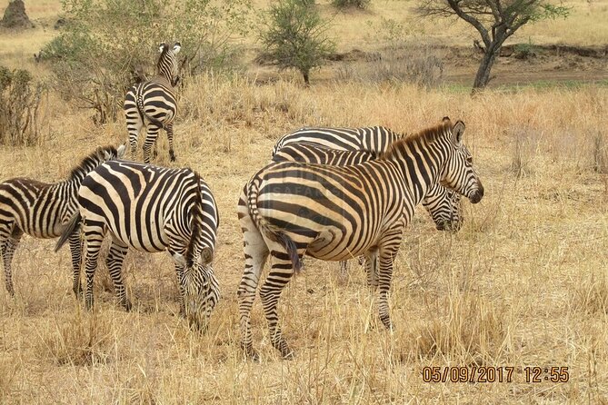 Overnight private Safari to Masai Mara National Reserve. - What $702 per person really buys you