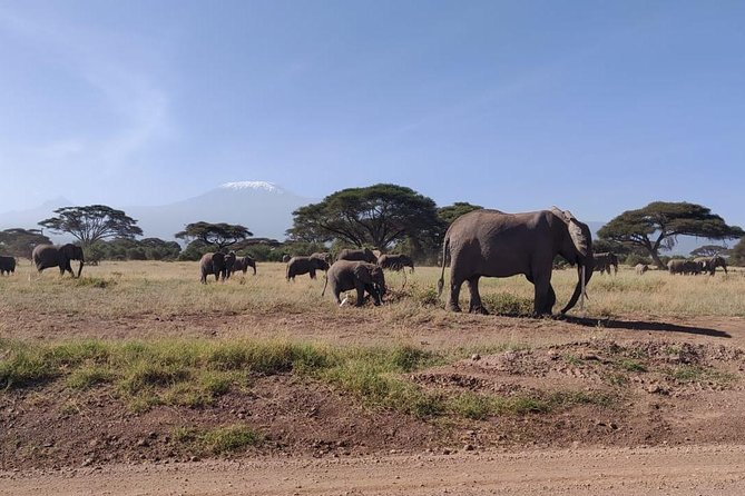 Overnight Safari to Amboseli National Park - The Nairobi pickup and five-hour drive