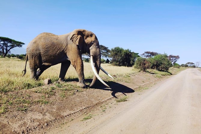 Overnight Safari to Amboseli National Park - The 6:00 a.m. Kilimanjaro view and morning drive
