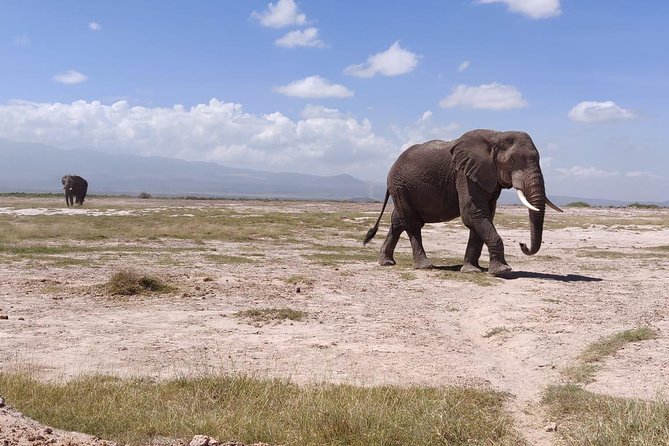 Overnight Safari to Amboseli National Park - Lunch at Oltukai Lodge and the return to Nairobi