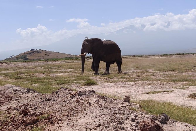Overnight Safari to Amboseli National Park - Who will enjoy this safari most