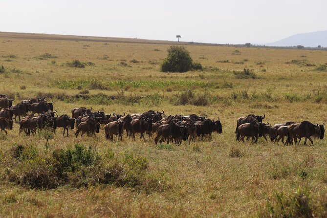 Overnight Safari To Maasai Mara - Day 2: An early drive through open grasslands
