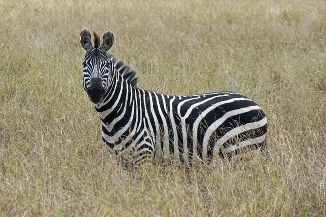 Overnight Safari To Maasai Mara - Practical details before you book