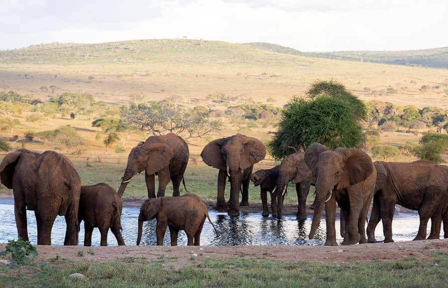 Overnight Safari to Saltlick through Tsavo East Park - At a glance: the safari’s key details