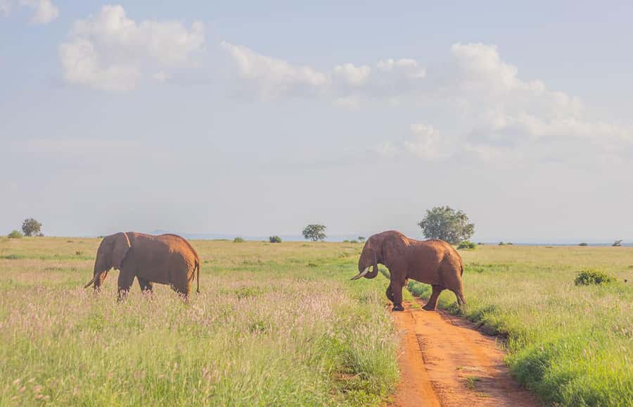 Overnight Safari to Saltlick through Tsavo East Park - Aruba Dam and the midday break