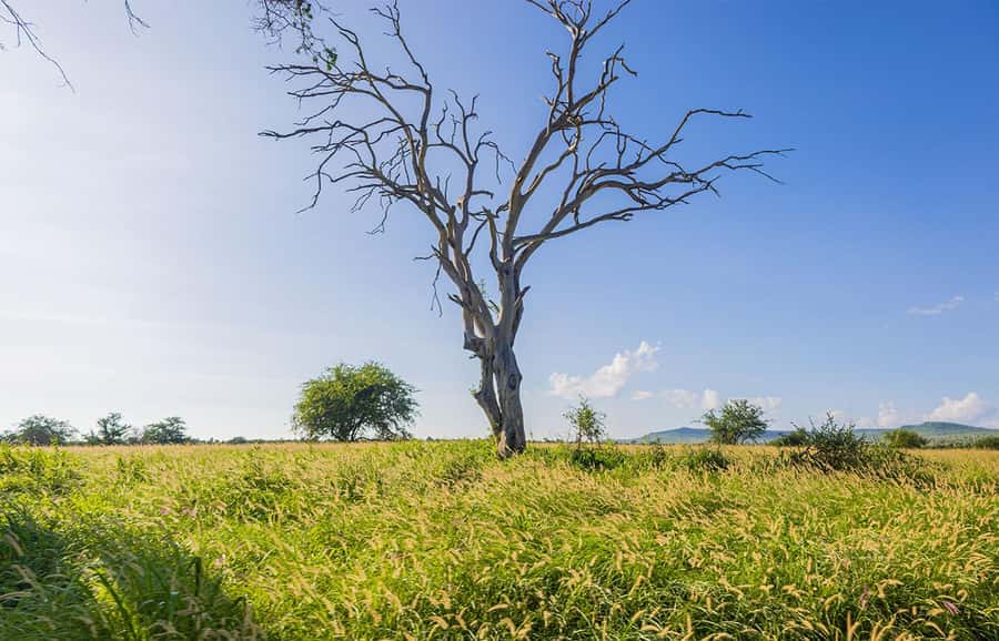 Overnight Safari to Saltlick through Tsavo East Park - Morning game drive from Salt Lick Lodge
