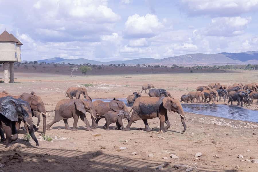 Overnight Safari to Saltlick through Tsavo East Park - What the $613 price gives you