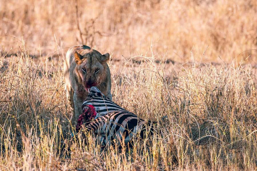 Overnight Safari to Saltlick through Tsavo East Park - How the guide affects the day