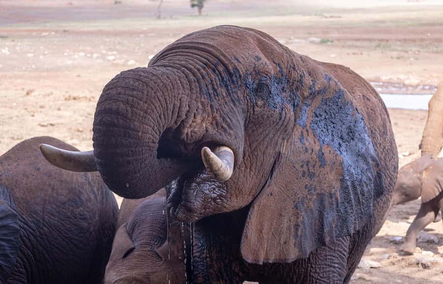 Overnight Safari to Saltlick through Tsavo East Park - The 5:30 a.m. pickup from Mombasa or Diani