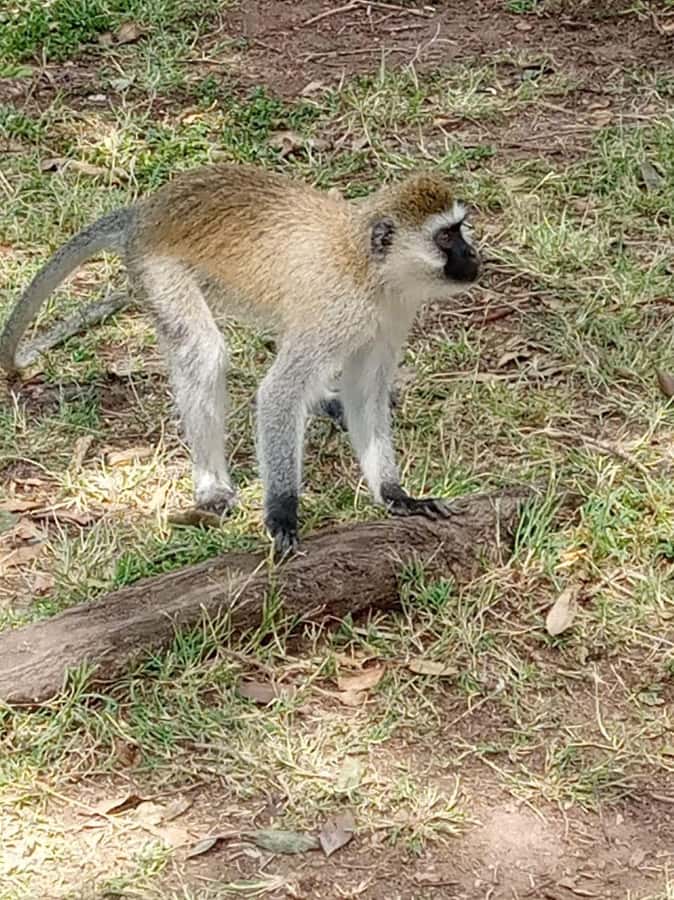 Overnight safari to Tsavo East from Mombasa / Diani Beach - Why Tsavo East makes sense from Mombasa or Diani