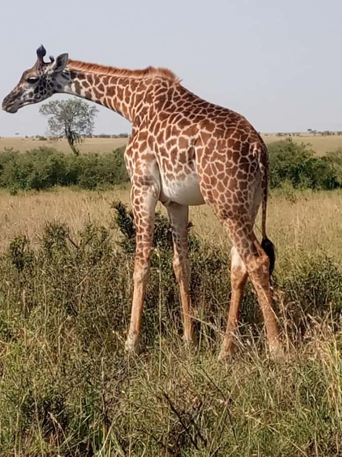 Overnight safari to Tsavo East from Mombasa / Diani Beach - Entering through Bachuma Gate at about 9:00 am