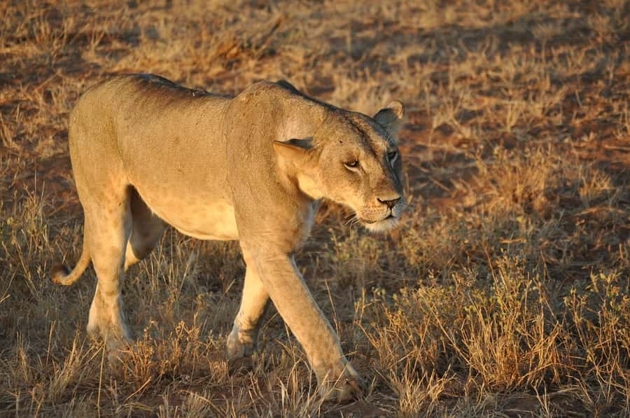 Overnight safari to Tsavo East from Mombasa / Diani Beach - Aruba Dam and the value of a waterhole stop