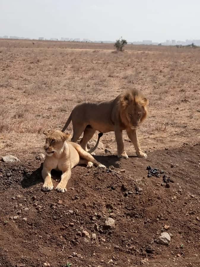 Overnight safari to Tsavo East from Mombasa / Diani Beach - Lunch and a proper break at Voi Safari Lodge