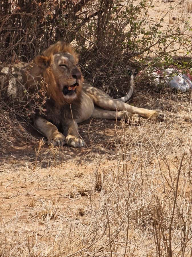 Overnight safari to Tsavo East from Mombasa / Diani Beach - Breakfast and the drive back on day two