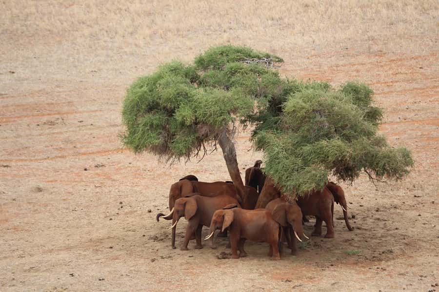 Overnight safari to Tsavo East from Mombasa / Diani Beach - Is $530 a fair price?