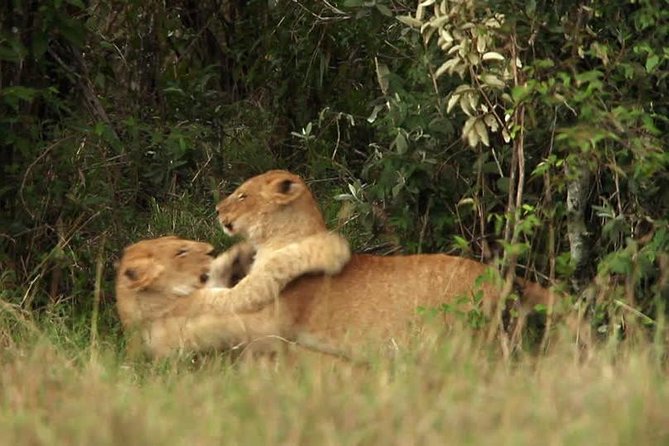 Overnight Safari to Tsavo East National Park from Mombasa/Diani - Lunch and the lodge near Voi