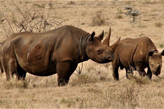 Overnight Safari to Tsavo East National Park from Mombasa/Diani - The 3:30 p.m. drive to the pipeline area