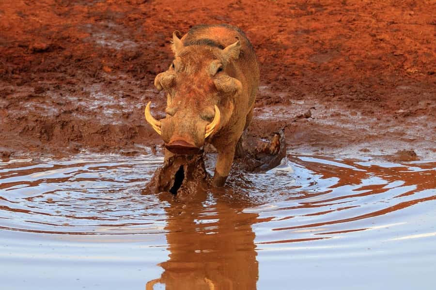 Overnight Tsavo East Safari From Mombasa/Diani (Private) - Lunch, rest, and the 4:00 afternoon drive