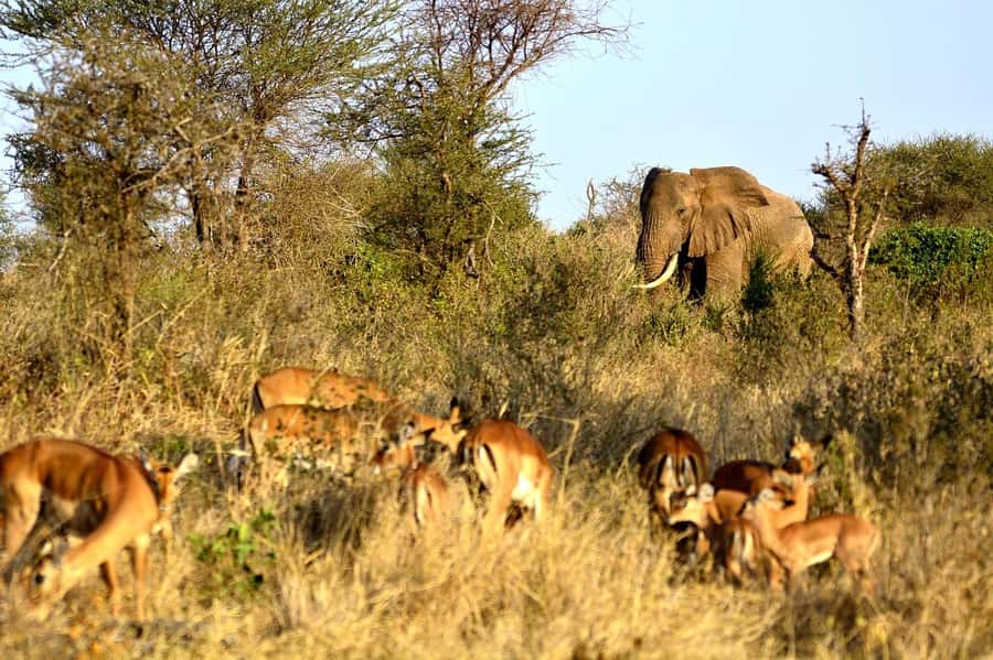 Overnight Tsavo East Safari From Mombasa/Diani (Private) - Day two: breakfast, a final drive, and the coast