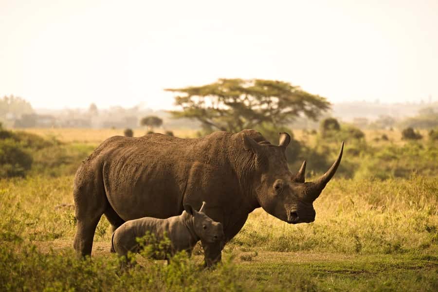 Overnight Tsavo East Safari From Mombasa/Diani (Private) - Should you book it?
