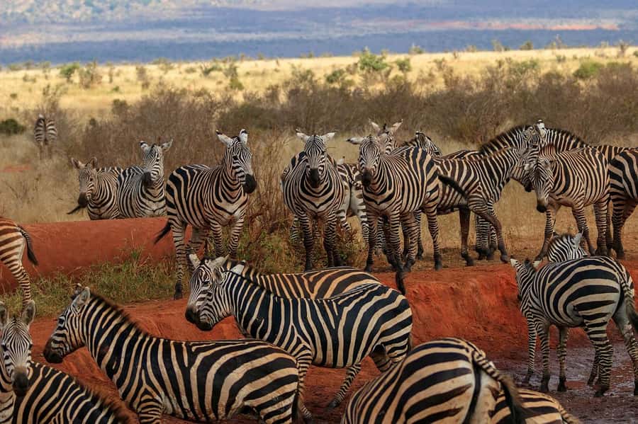 Overnight Tsavo East Safari From Mombasa/Diani (Private) - Entering through Bachuma Gate and finding Aruba Dam