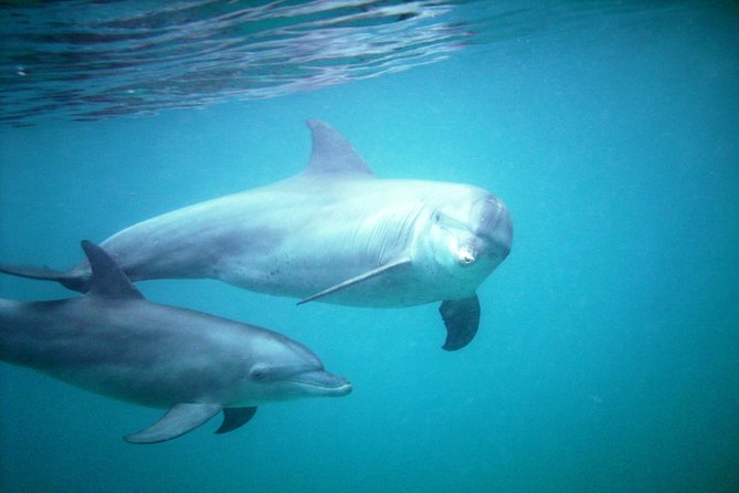 PILLI PIPA DHOW, the genuine product, snorkeling tour to Kisite Marine Park - From Diani Beach to Shimoni Harbour