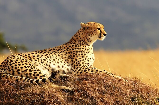 Private 3-Day Masai Mara Safari Adventure - Private Transport and Group Comfort