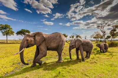 Private 3-Day Masai Mara Safari Adventure