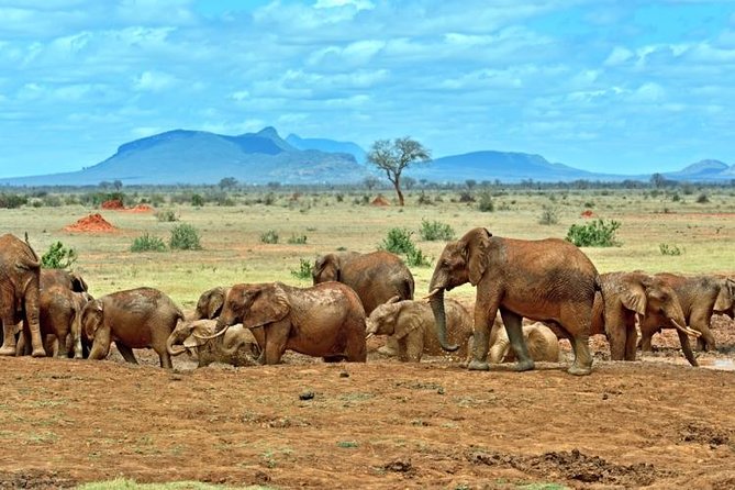 Private 3 Day Tsavo East Safari from Mombasa - Why a private Tsavo East safari works well
