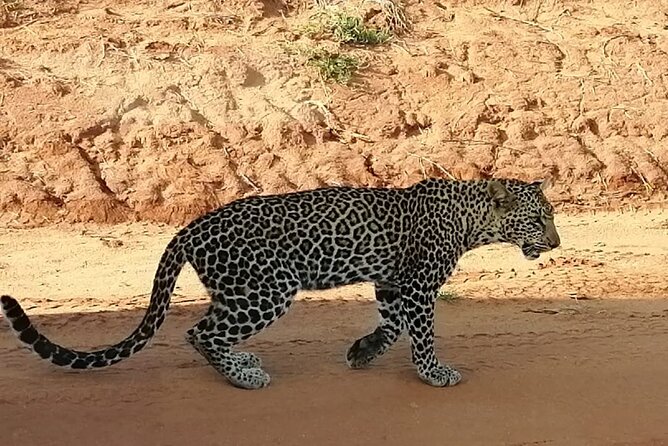 Private 3 Day Tsavo East Safari from Mombasa - Day two: choose a full-day drive or split outings