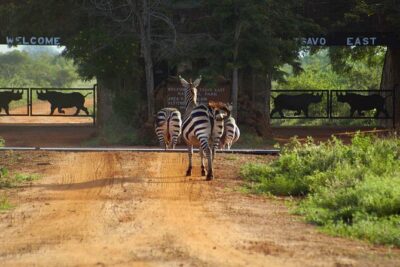 Private 3 Day Tsavo East Safari from Mombasa