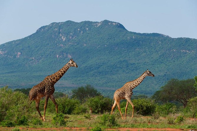 Private 3 Day Tsavo East Safari from Mombasa - Day three: one last drive before returning to Mombasa