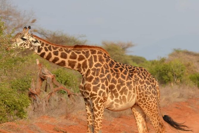 Private 3 Day Tsavo East Safari from Mombasa - What the $785.82 price really covers