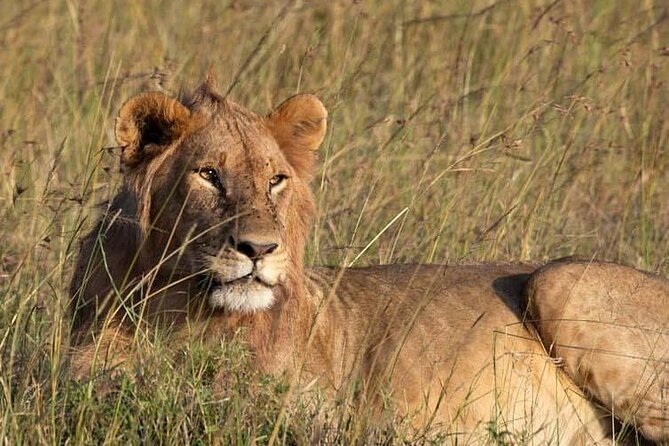 Private 5 Day Kenya Safari in Mara Lake Naivasha and Amboseli - Day 2: Hippos and water birds at Lake Naivasha