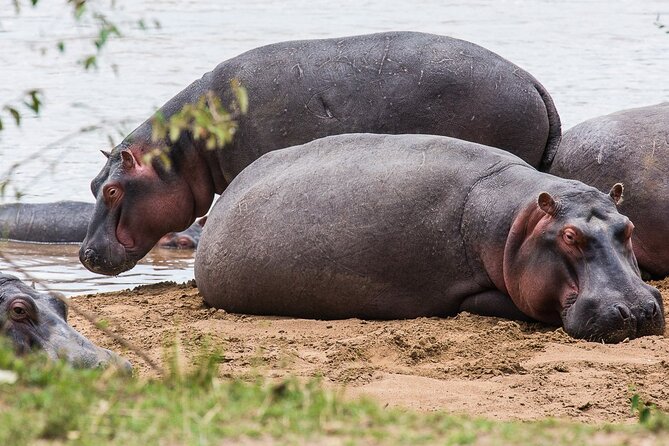 Private 5 Day Kenya Safari in Mara Lake Naivasha and Amboseli - What the private format means for you