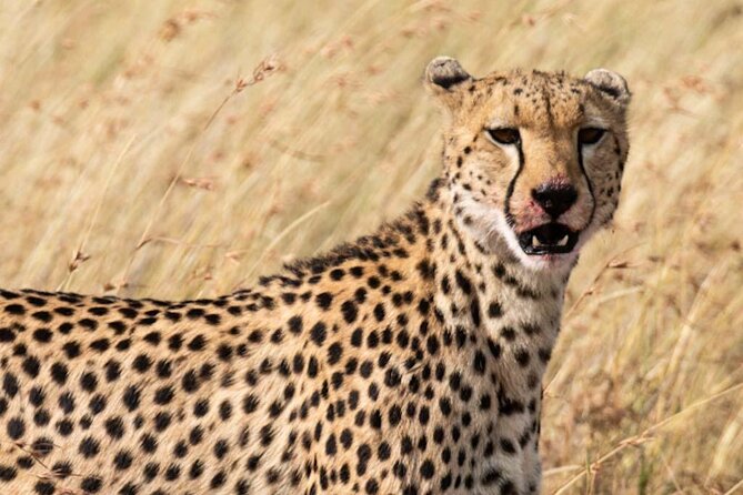 Private 5 Day Kenya Safari in Mara Lake Naivasha and Amboseli - Meals, extra costs, and practical planning