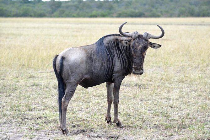Private 5 Day Kenya Safari in Mara Lake Naivasha and Amboseli - Day 1: Elephants and Kilimanjaro in Amboseli