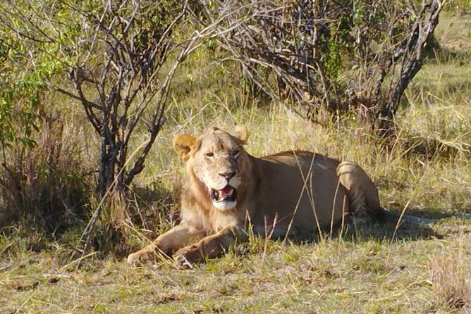 Private 5 Day Maasai Mara with Lake Nakuru and Lake Naivasha Tour - Day 2: A full Maasai Mara wildlife day
