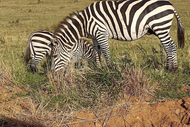 Private 6-Days Tour Exploring in Amboseli & Nakuru National Park - Why this Kenya safari works as a six-day introduction