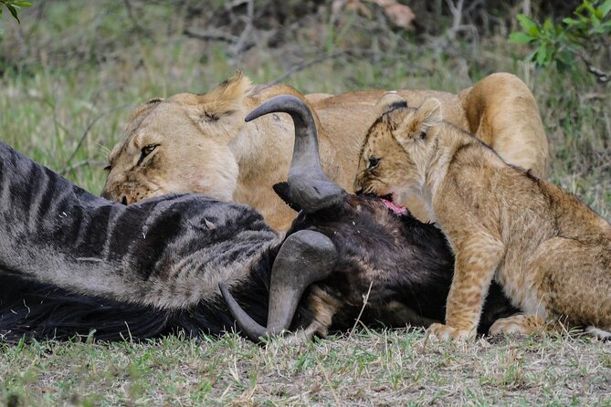 Private 7 Days Kenya Safari Amboseli, Naivasha, Nakuru, Mara - Day 6: A full day on the Mara plains